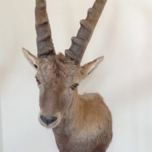 Steinbock