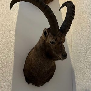 Steinbock