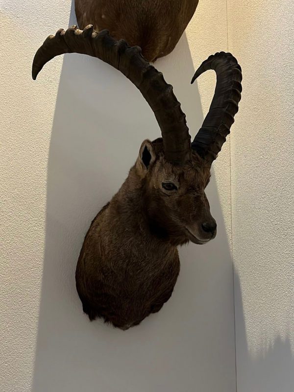 Steinbock